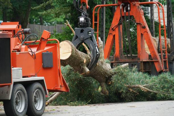 How Our Tree Care Process Works  in  Norco, CA